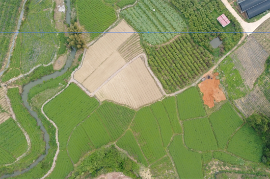 基地裡長成的佩蘭。鄧齊河攝