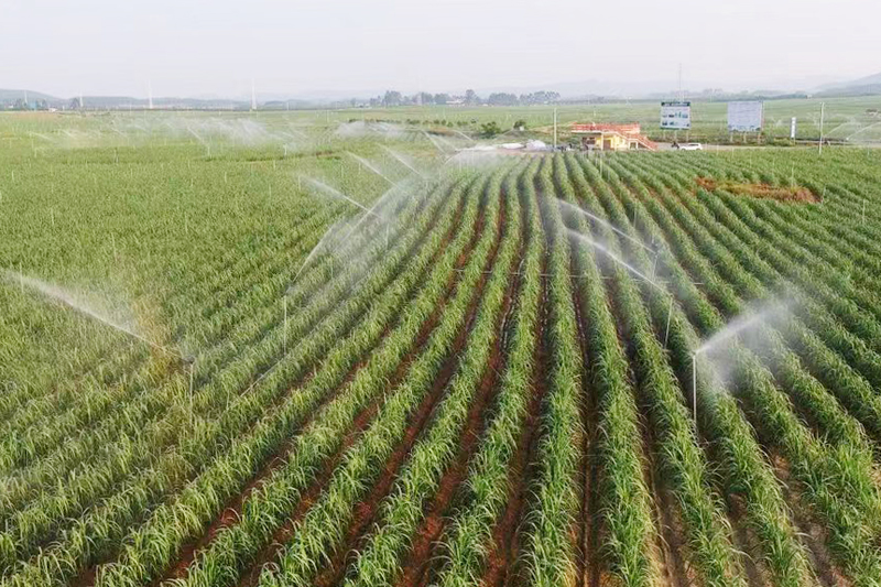 水肥一體化設施在進行澆灌作業。來賓市融媒體中心供圖
