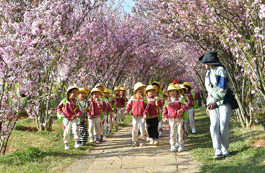 學生們在春日裡來到雲南石林風景區研學，感受大自然的魅力。石林風景名勝區管理局供圖