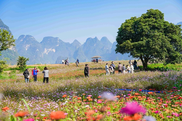 峒那屿湾景区内，官田农场的花海。周桂芬摄