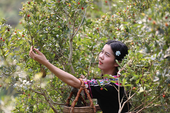 游客在杨梅园里采摘杨梅,享受春日“梅好时光”。