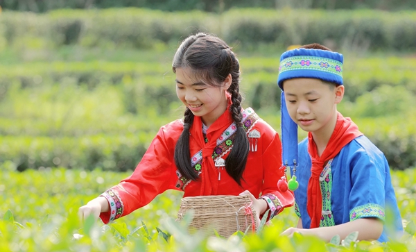 学生们体验茶叶采摘。黎昌锐摄