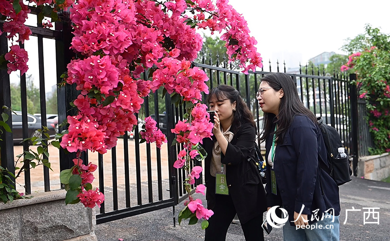 市民游客被美麗的葉子花吸引。人民網 雷琦竣攝
