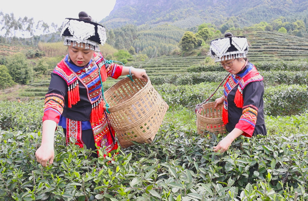 茶農採摘春茶