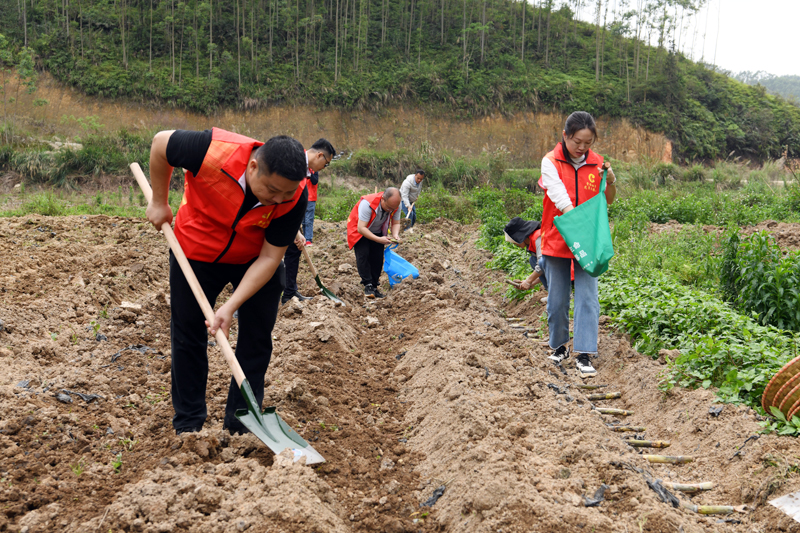 党员志愿者正在甘蔗地里施底肥。覃良冰摄