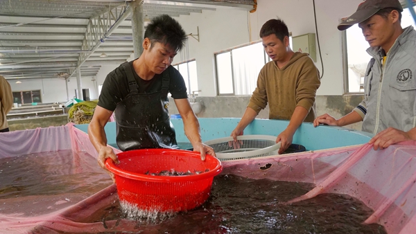 工人們在陸基圓桶裡打撈魚苗。鄒慶林攝.jpg