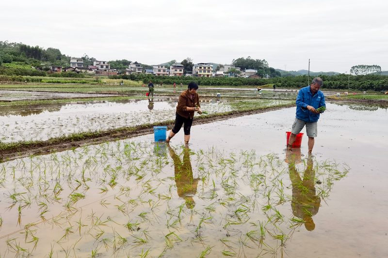 图为全坡村农民抢种水稻。