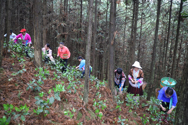 村民正在采摘草珊瑚。