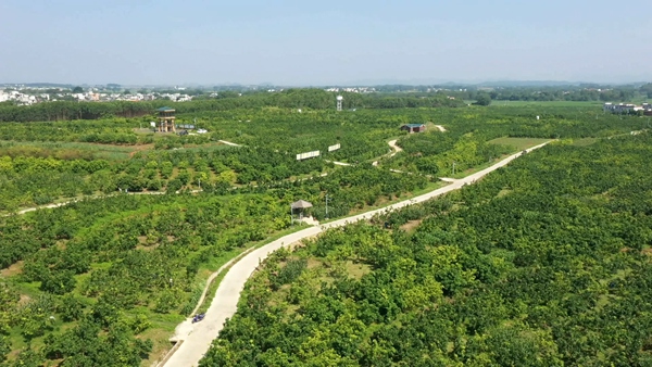 图为上横村三红蜜柚特色产业基地。宾阳县委宣传部供图