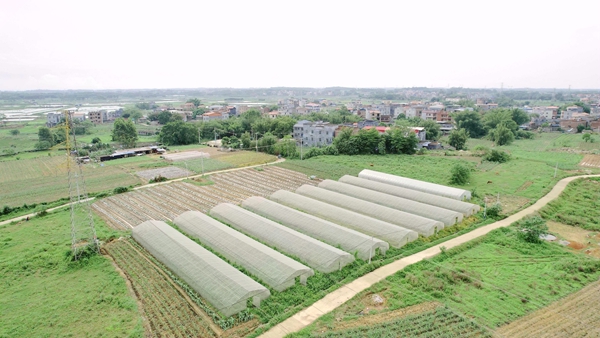 港南区新塘镇特色蔬菜订单农业项目种植基地 黄颖摄 (2).jpg