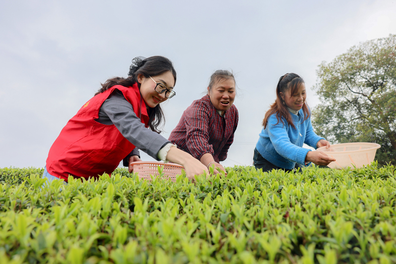 青年党员志愿者帮助茶农采摘春茶。