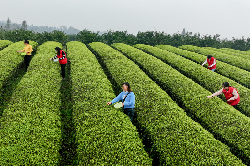 青年党员志愿者帮助茶农采摘春茶。