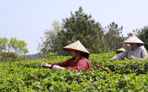 茶农在采摘茶叶。罗俏摄