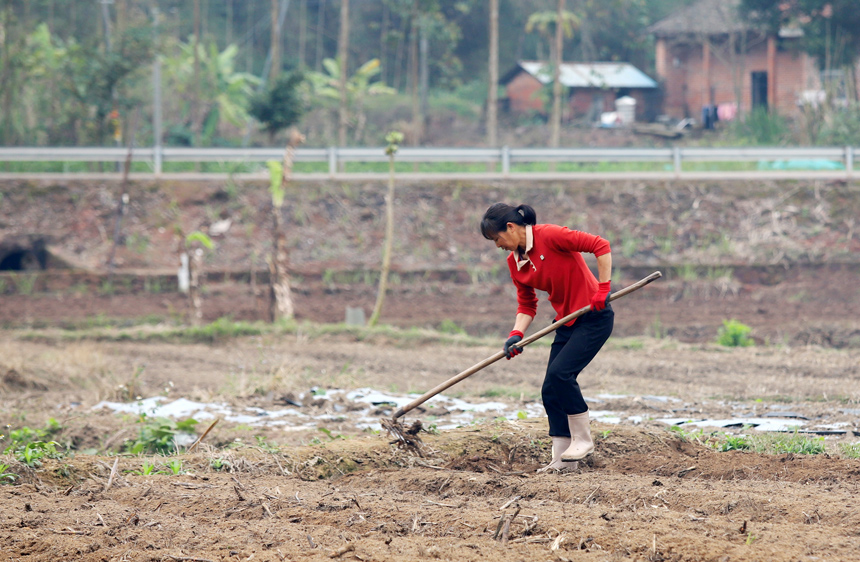 大塘镇南荣村农民正在对土地进行清理。闭业然摄