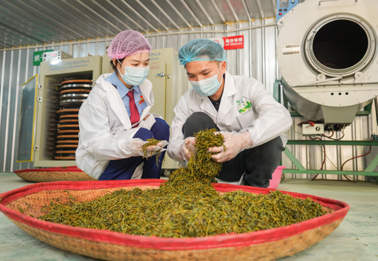 崇左市江州区税务局组织南疆红石榴青年税费服务团队到茶厂了解生产加工情况和经营过程中的涉税堵点难点。