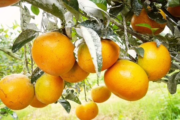 橙黄色的茂谷柑挂满枝头。蒙钊钧摄