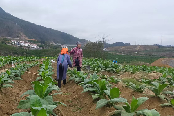 烟农们正进行烟株高培土场景。杨堃摄