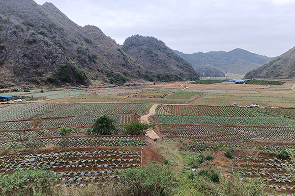 坝盆村烟田一景。蒙国民摄