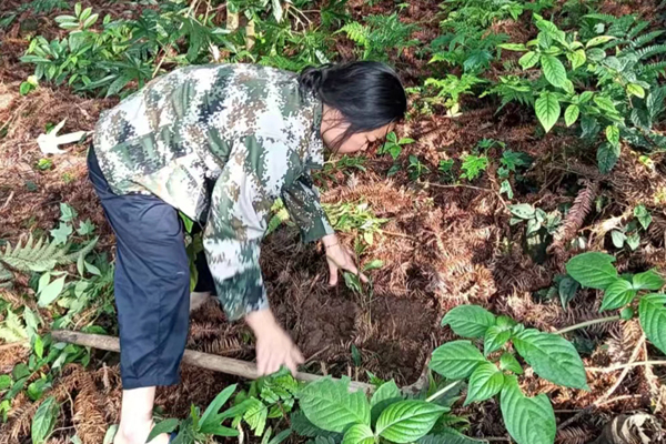 黄翠兰正在管护草珊瑚。