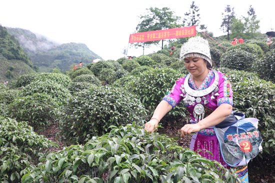 采茶比赛。苏桂摄