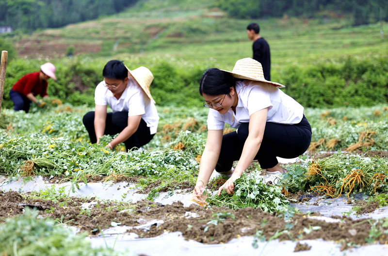 引进人才在中草药基地与群众一起采收岩黄连。东兰县融媒体中心供图