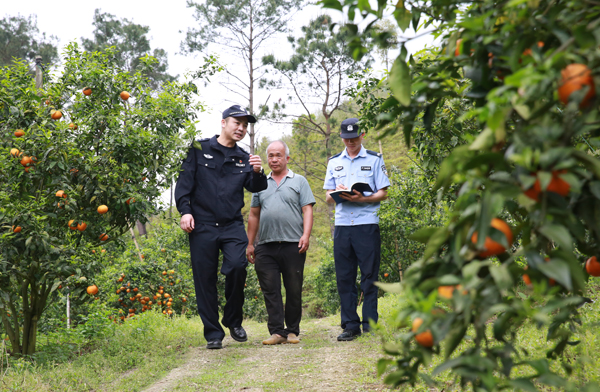 天等县公安局都康派出所民警到果园了解沃柑种植和产销情况。天等县公安局供图