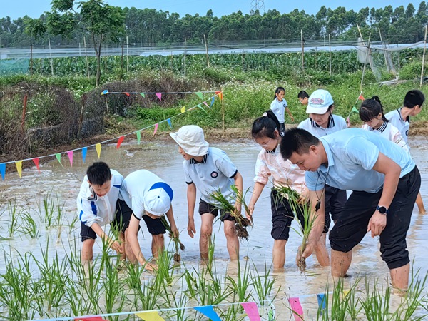 学生体验插秧劳动