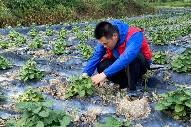 吴乔在藿香基地查看藿香种植情况。谢伟林摄