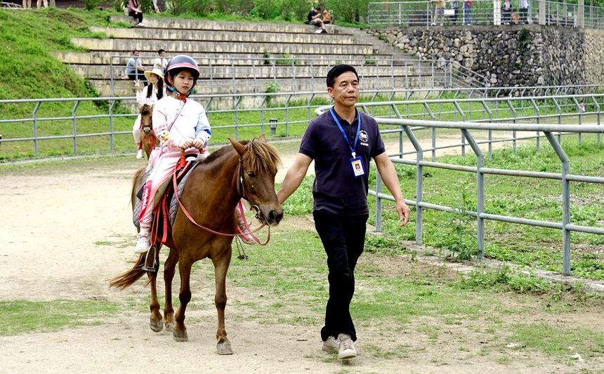 来德保县矮马王国景区内度假的游客体验“骑”乐无穷的矮马骑乘。莫超驿摄