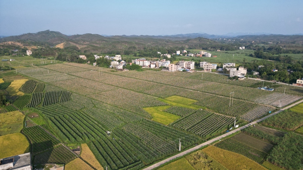 泉水镇平阳村黑皮冬瓜种植基地。黄鸿辉摄