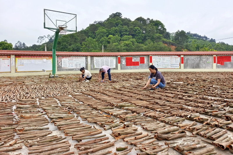 古长村把村委会球场免费提供给农户晒桂皮。