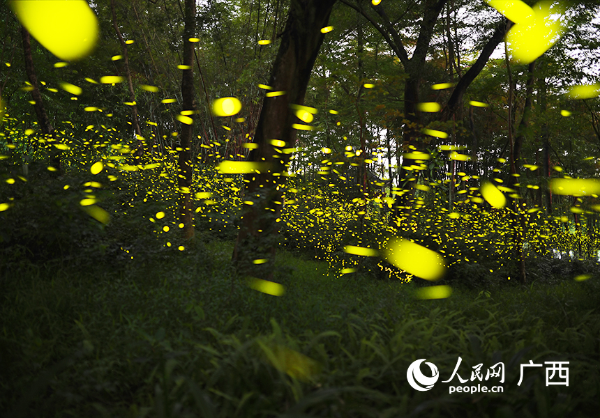 萤火虫在树丛间飞舞。人民网 雷琦竣摄