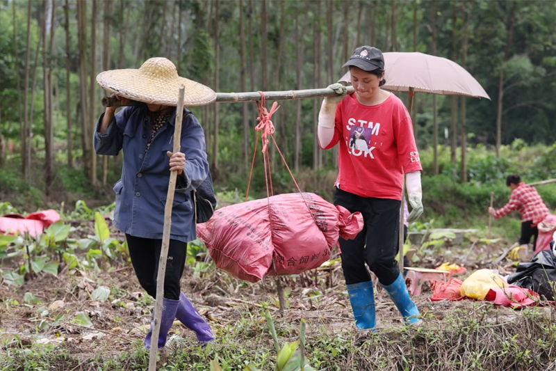 村民正在运输芭蕉芋。余国院摄