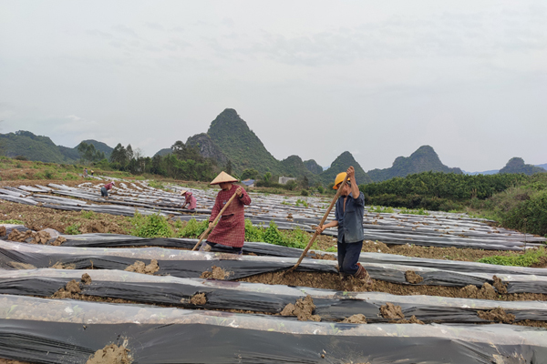 农户在基地务工现场。