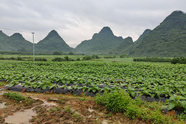 六寨村“非粮化”整治地块种植烤烟现场。