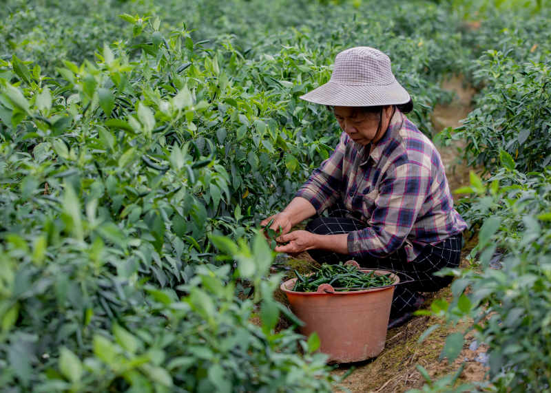 椒農正在採摘辣椒。黃麗華攝