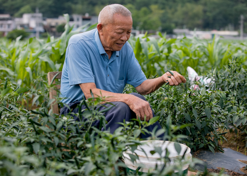 椒農採摘辣椒。黃麗華攝