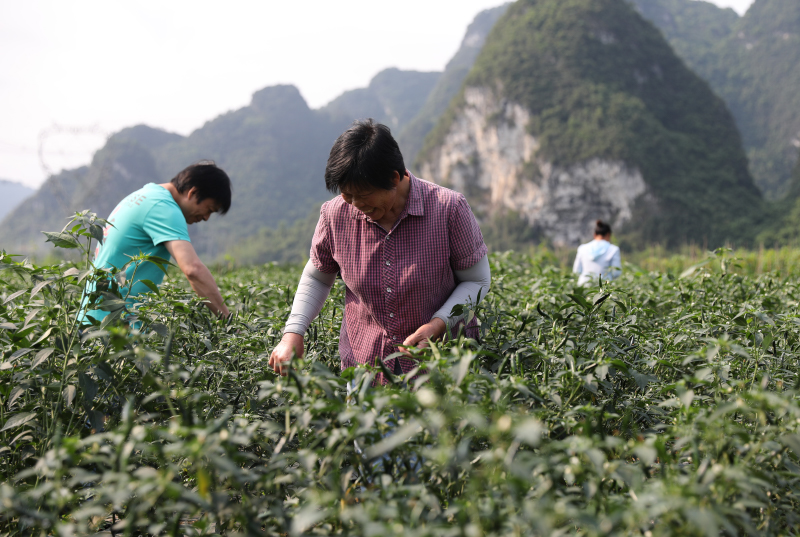 龍茗鎮千畝辣椒陸續成熟。零銀卿攝
