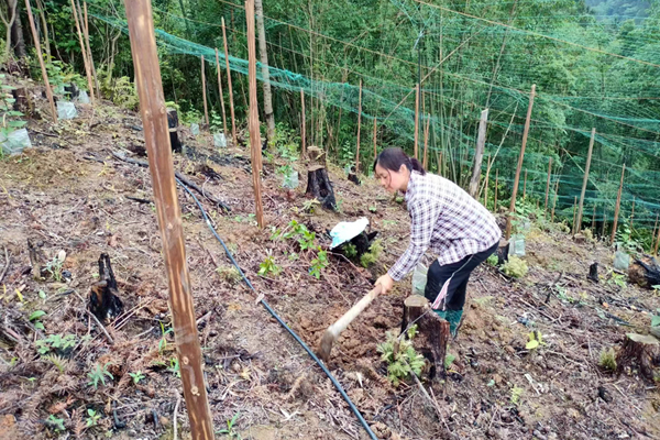 王芳正在罗汉果地里种植油茶。