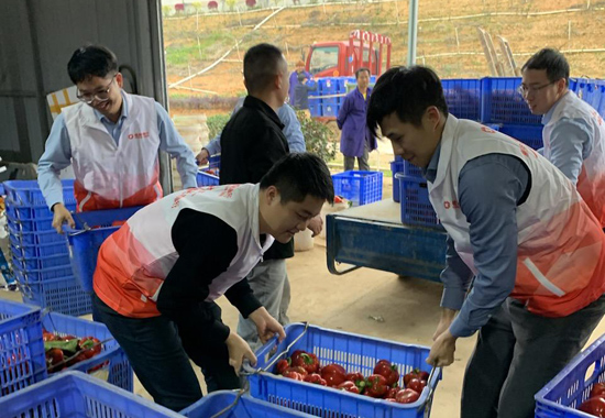 桂林银行工作人员正帮助企业进行辣椒分拣。苏丽丽摄
