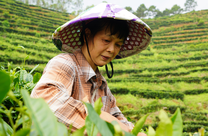 茶农采茶忙。横州市融媒体中心供图