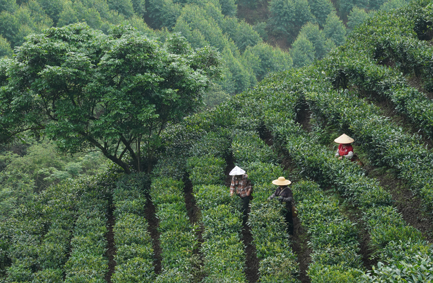 茶农采茶忙。横州市融媒体中心供图