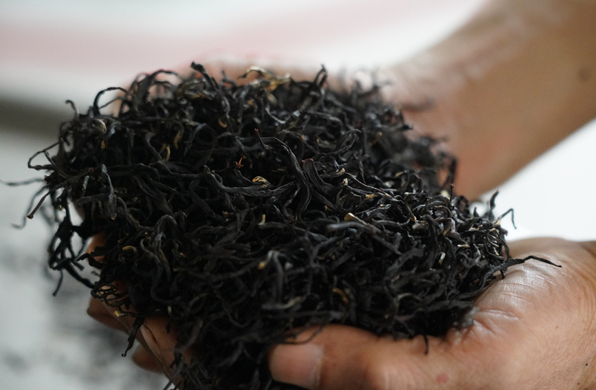 南山白毛茶。横州市融媒体中心供图