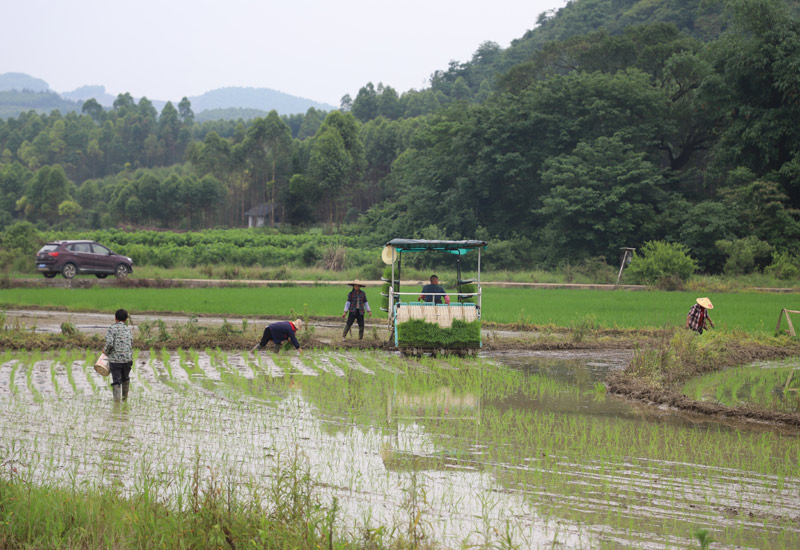 村民在田裡勞作。