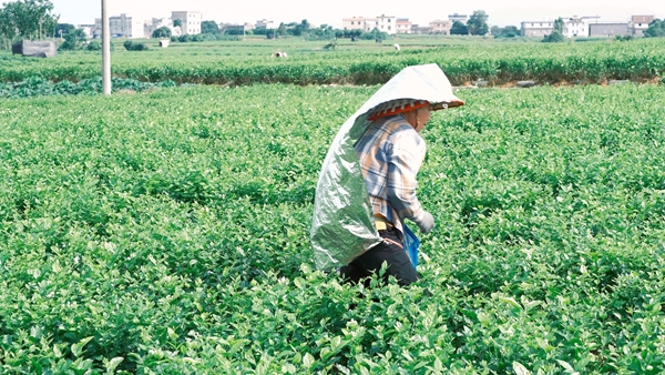 花农正在采摘茉莉花