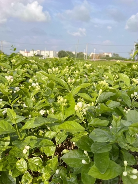 茉莉花长势良好。陈纲正摄