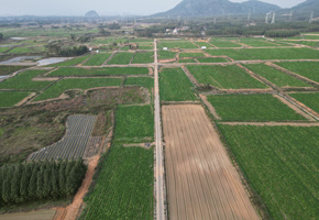 兴宾区良江镇马铃薯基地