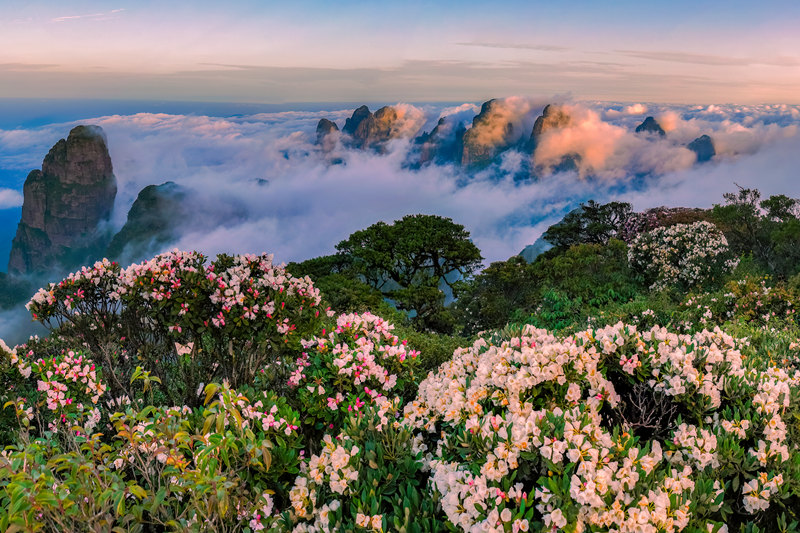圣堂山杜鹃花海。金秀旅游投资公司供图