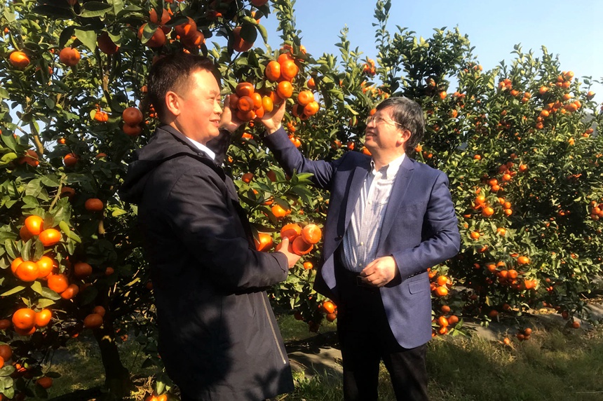 科技特派员到柑橘基地调研指导。德保县委宣传部供图