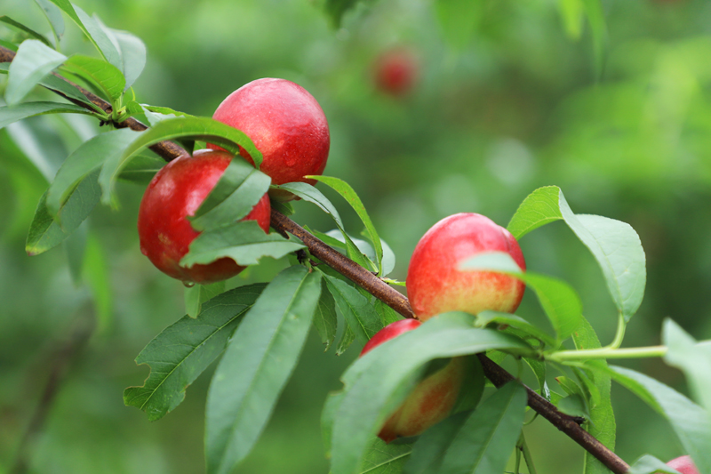 油桃成为农民致富“金果”。